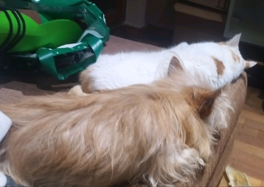 Mis animalitos juntos