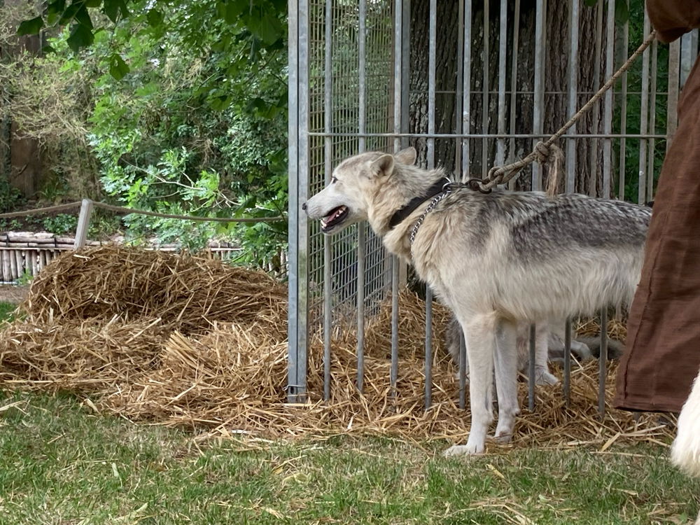 On dit que “tel maître, tel chien”. Alors, si quelqu’un élève à la fois un golden retriever et un husky, est-ce que ça veut dire qu’il est à la fois sérieux et bordélique ?