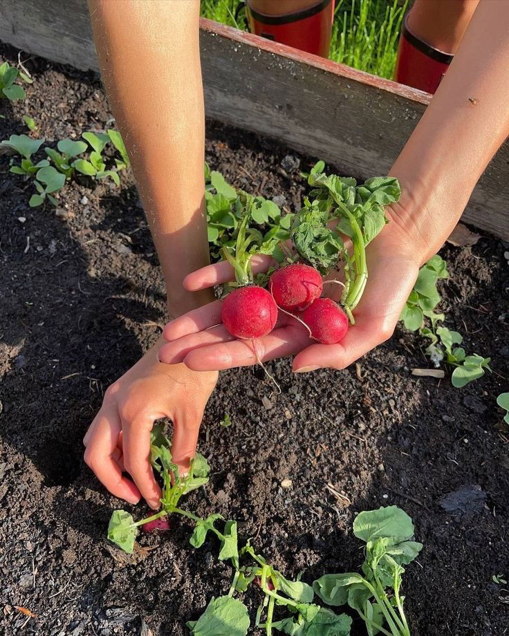 Radish 🌤️