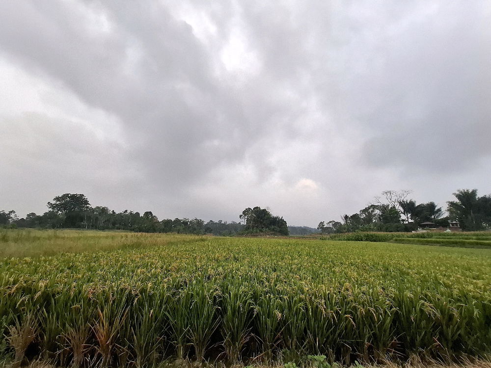 Rice Field In The Cloudy Afternoon ☁️