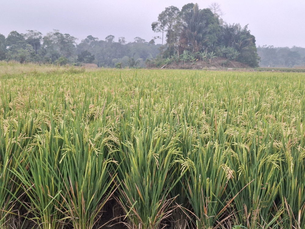 Rice Field In The Cloudy Afternoon ☁️