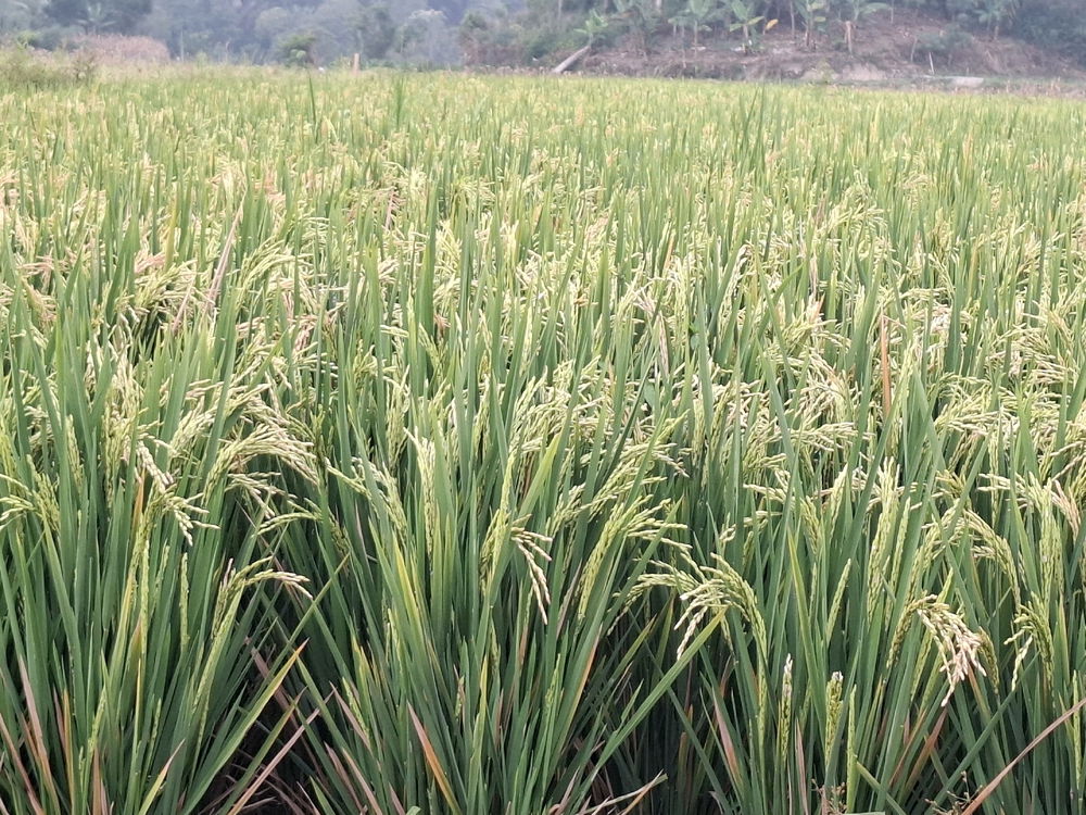Rice Field In The Cloudy Afternoon ☁️