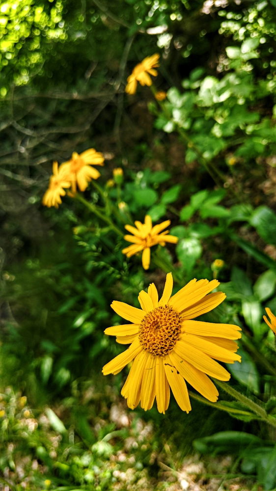 Arnica