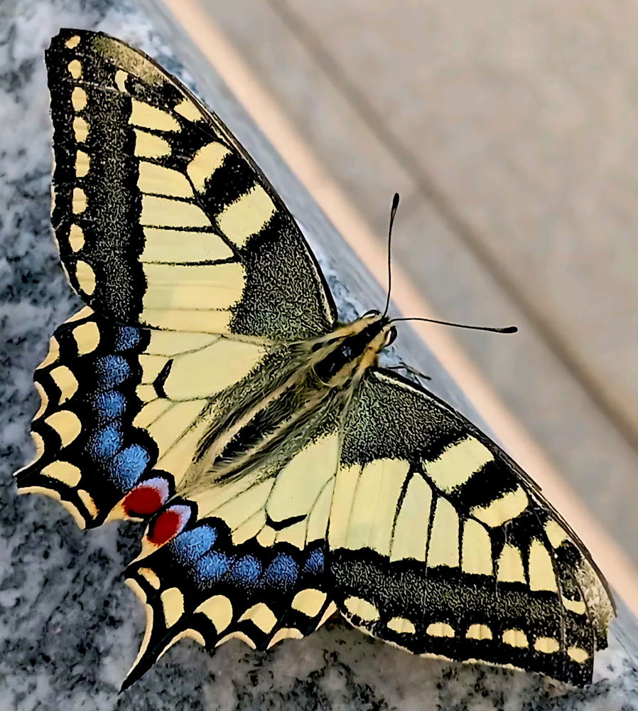 My soul is paint like a wings of butterfly....cit ❤️