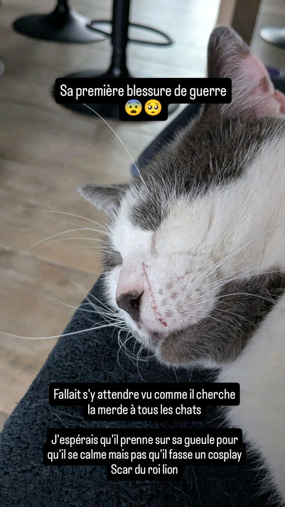 Rengo 😿