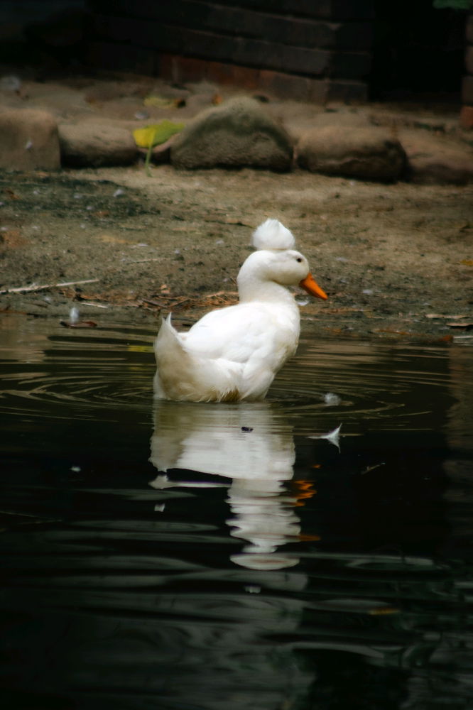 Pato