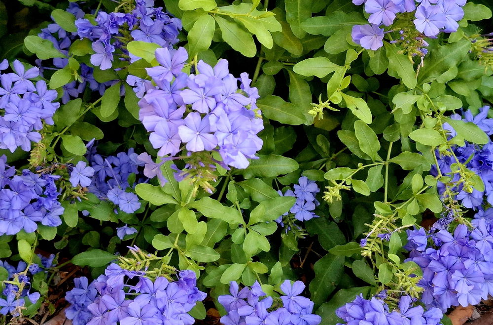 Italy flowers