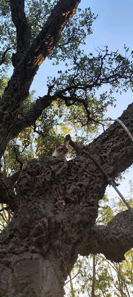 L'arrampicatrice 😼