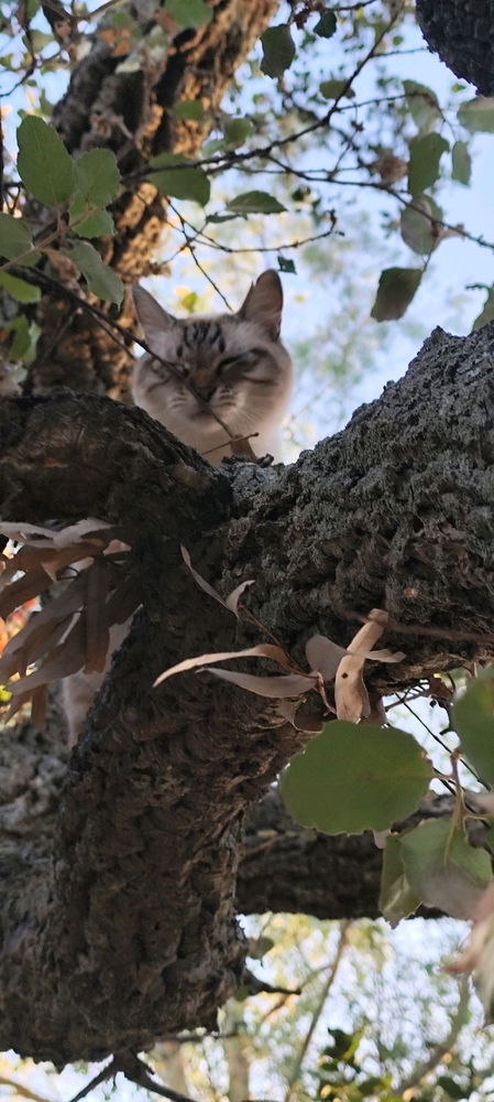 L'arrampicatrice 😼