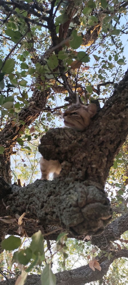 L'arrampicatrice 😼