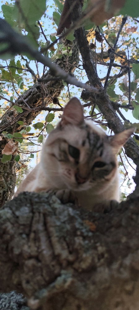 L'arrampicatrice 😼