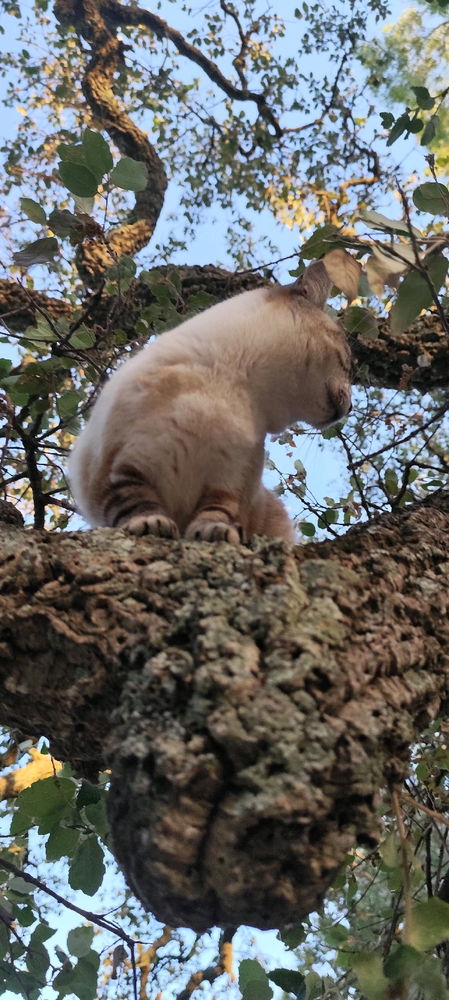 L'arrampicatrice 😼