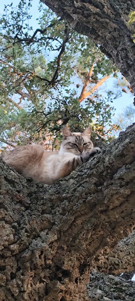 L'arrampicatrice 😼