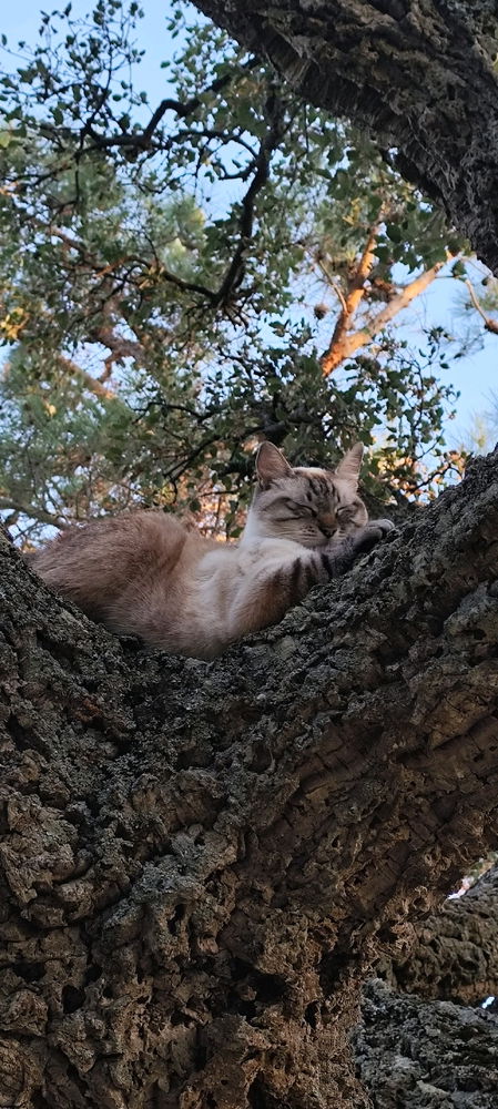 L'arrampicatrice 😼