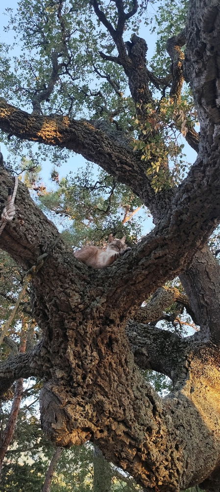 L'arrampicatrice 😼