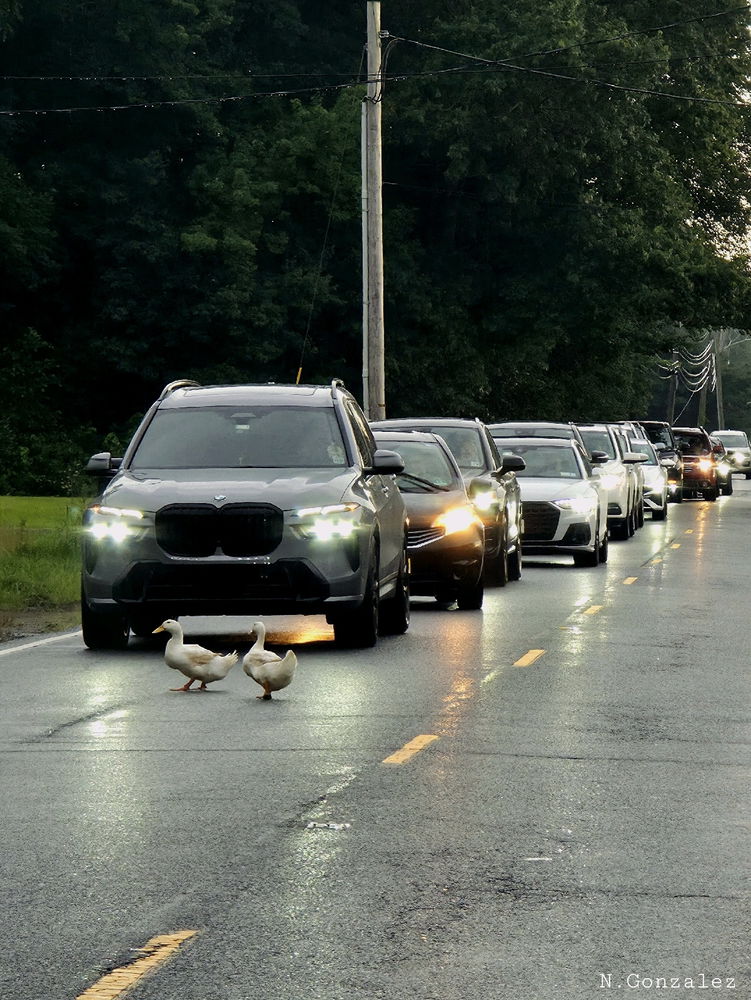 Ducked up, in the middle of the road