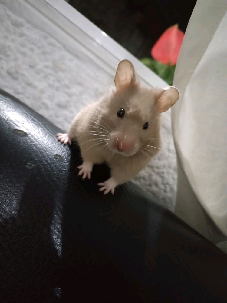 Mi bebe