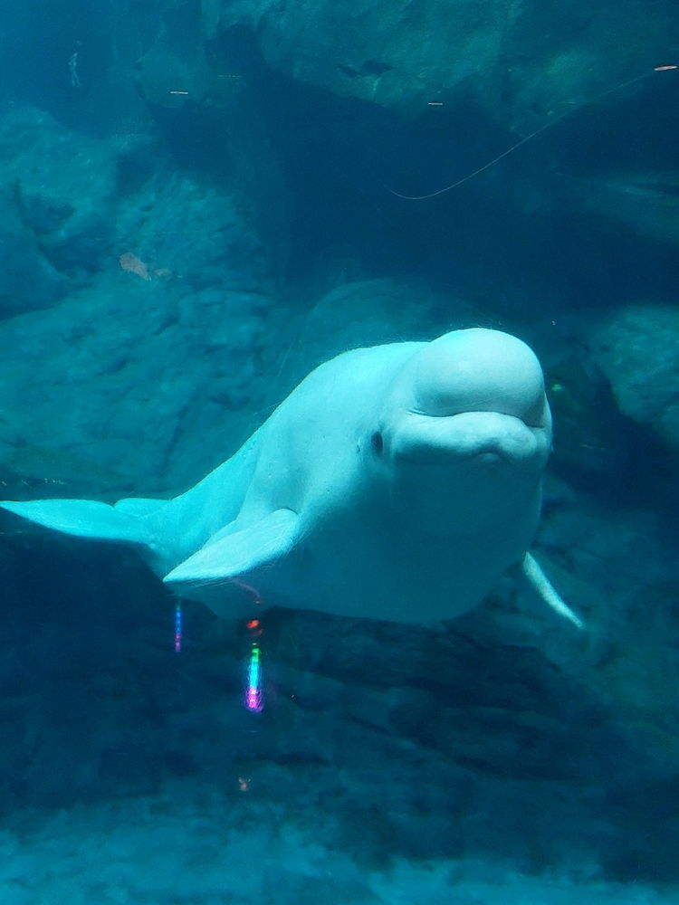 I love beluga's