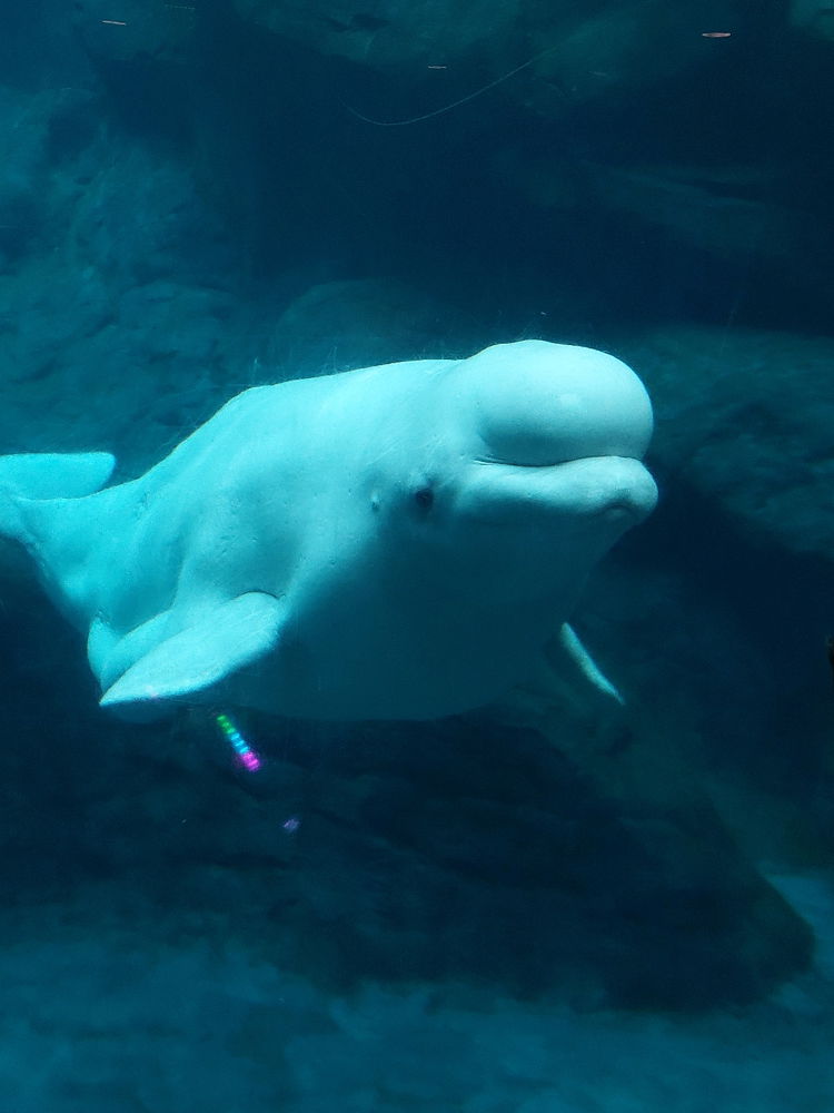 Such a fun animal to watch.