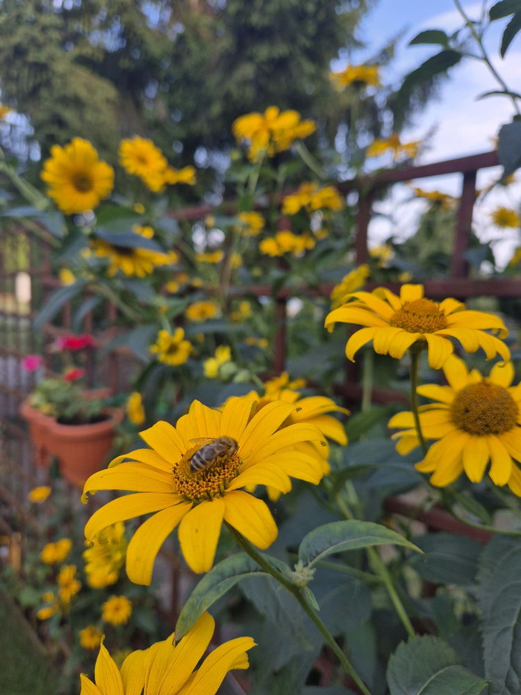 🐝