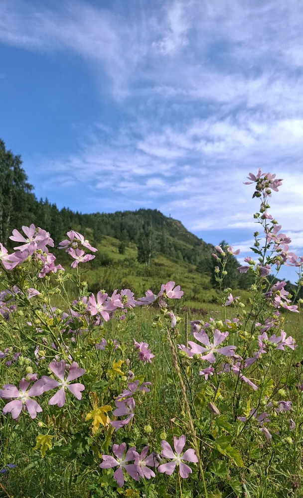 Алтай