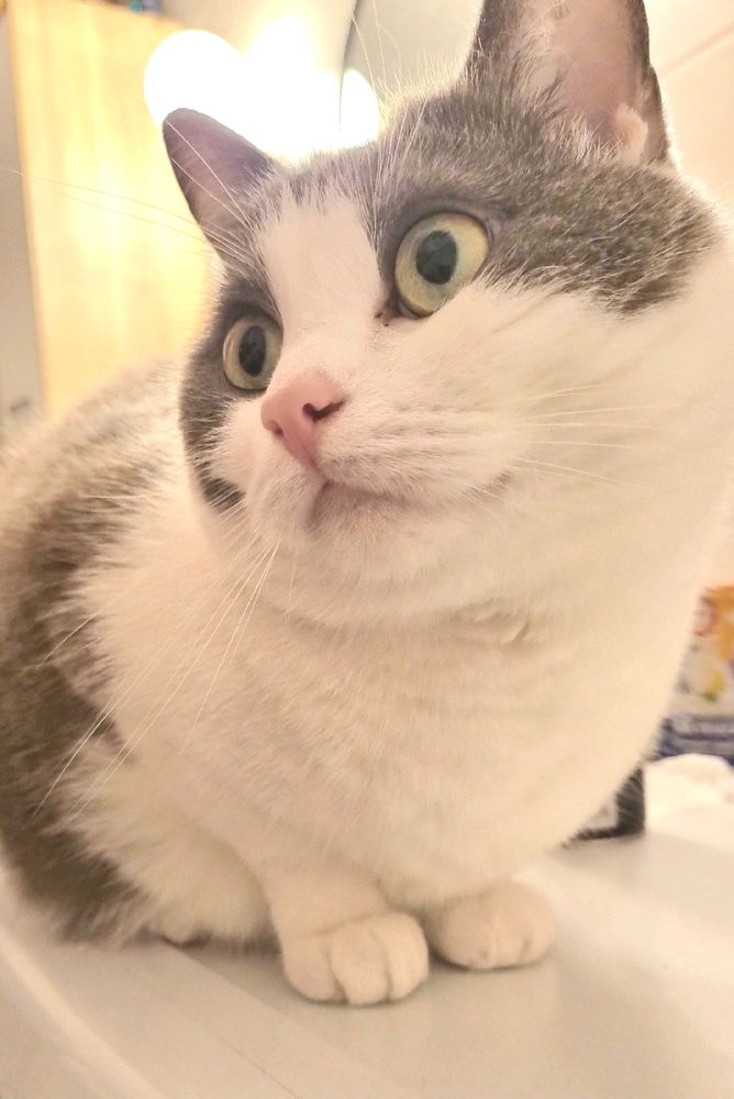 🐱