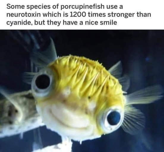Fishy 😆🐡