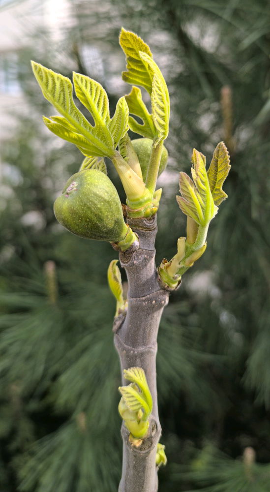 How figs appear