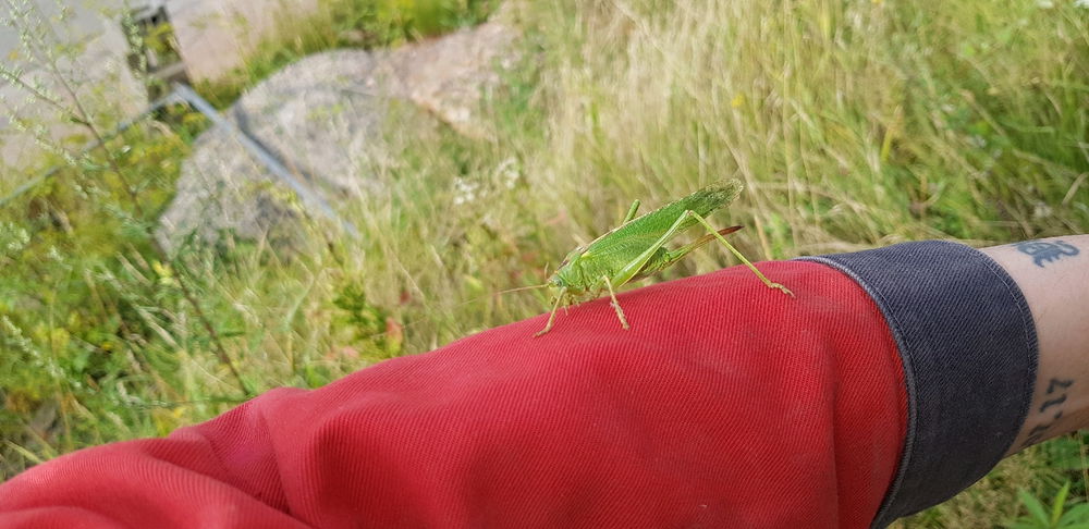 Anhäglich