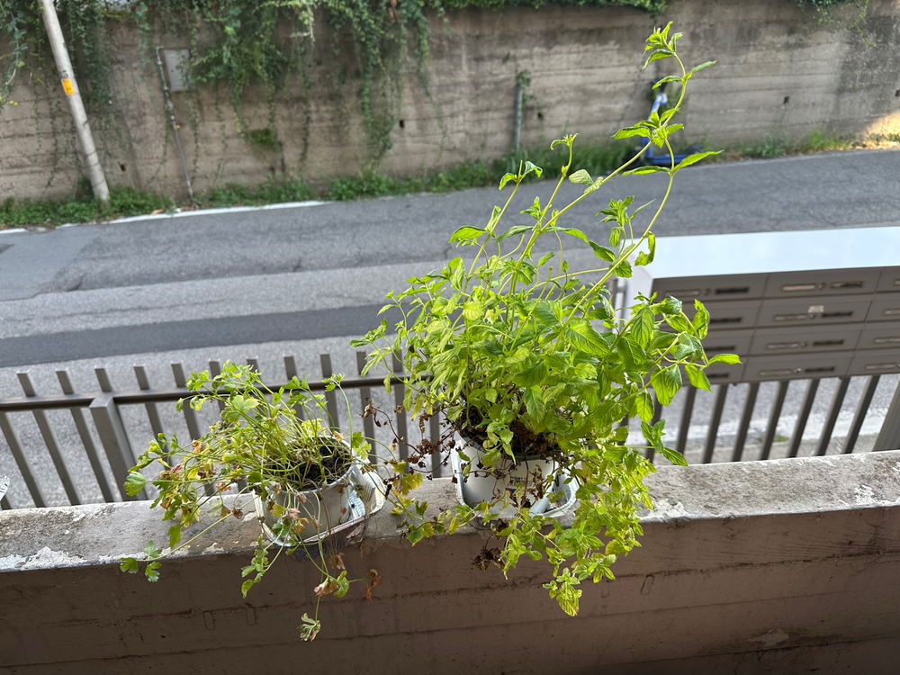 Follow up! My plants fate!