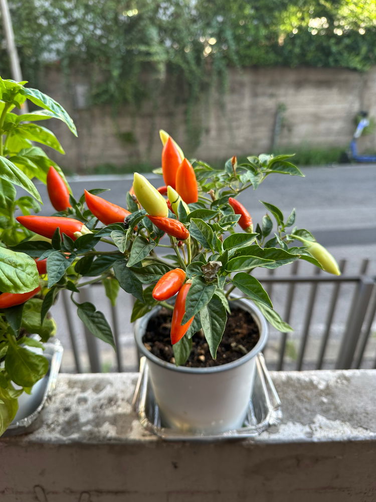 Follow up! My plants fate!
