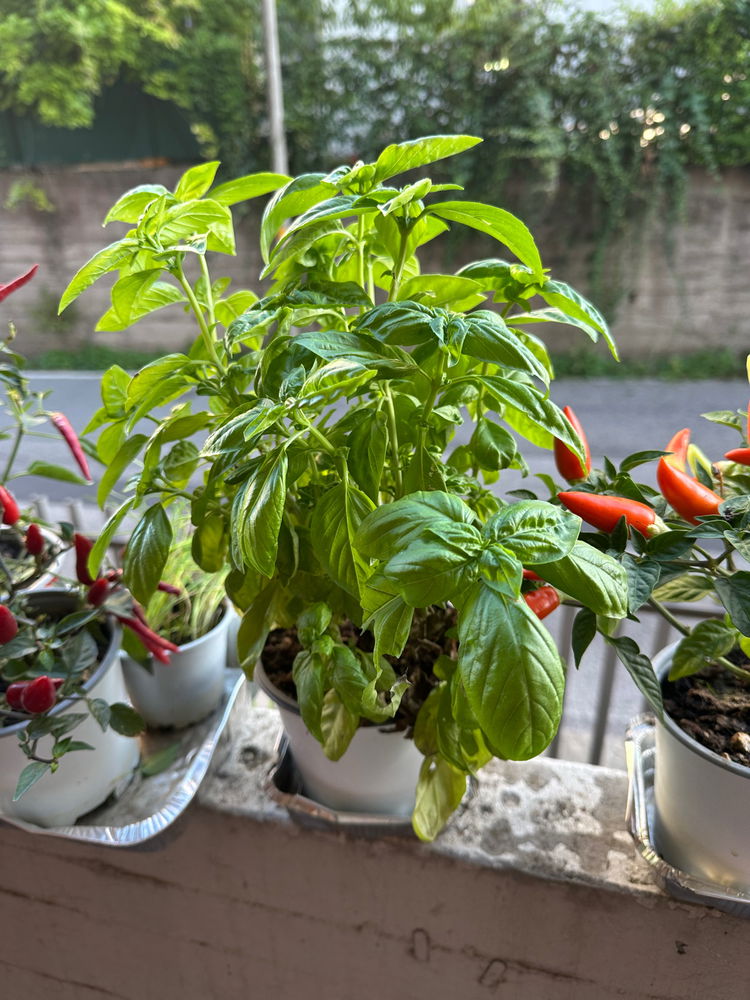 Follow up! My plants fate!