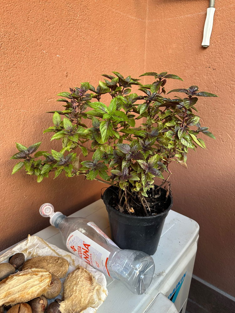 Follow up! My plants fate!
