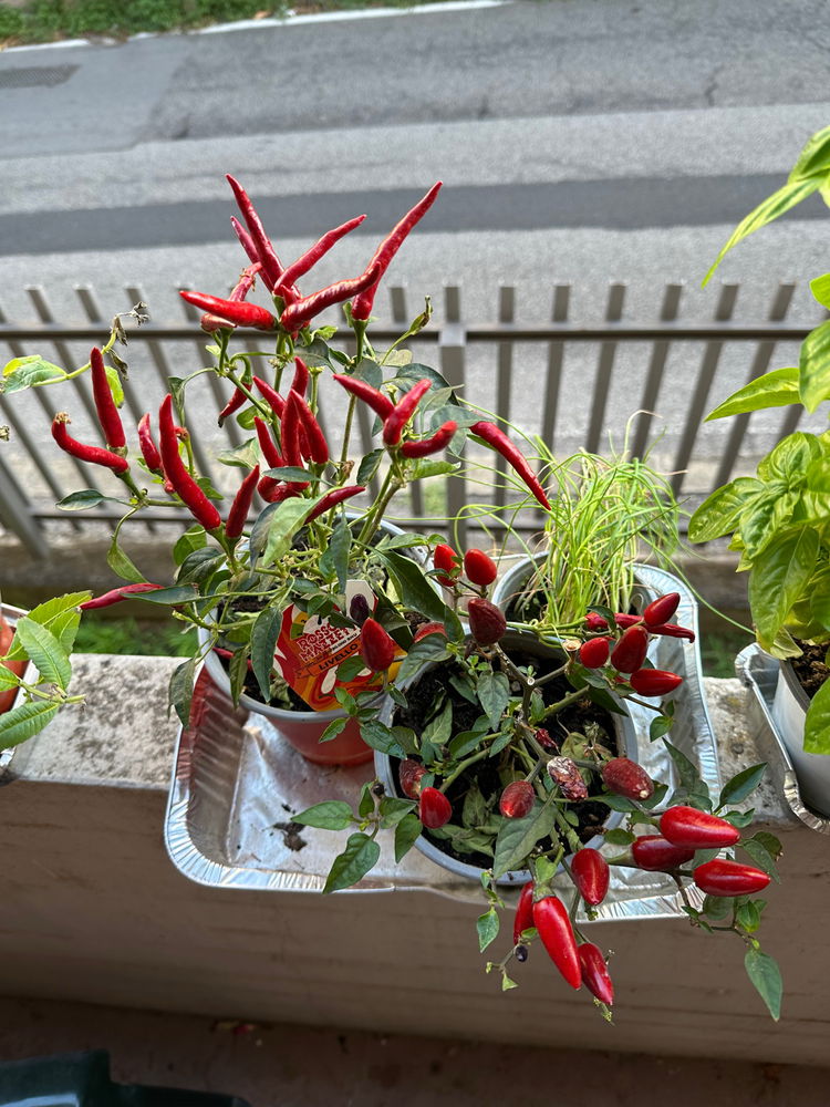 Follow up! My plants fate!