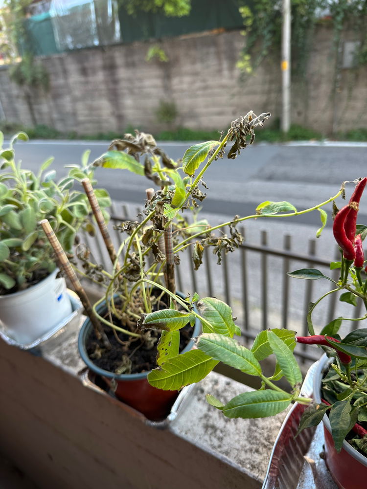 Follow up! My plants fate!