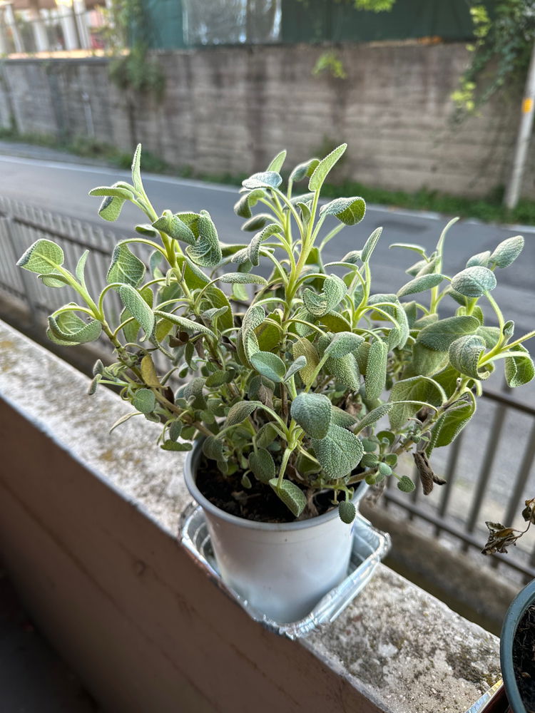 Follow up! My plants fate!