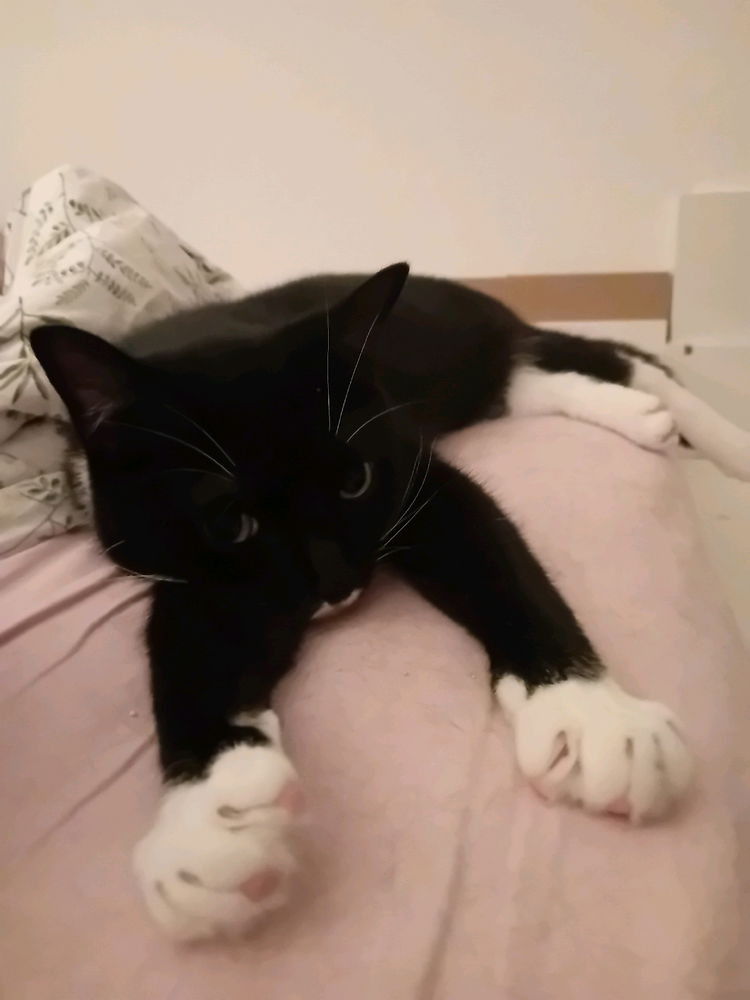 Minou sagt Hallo!