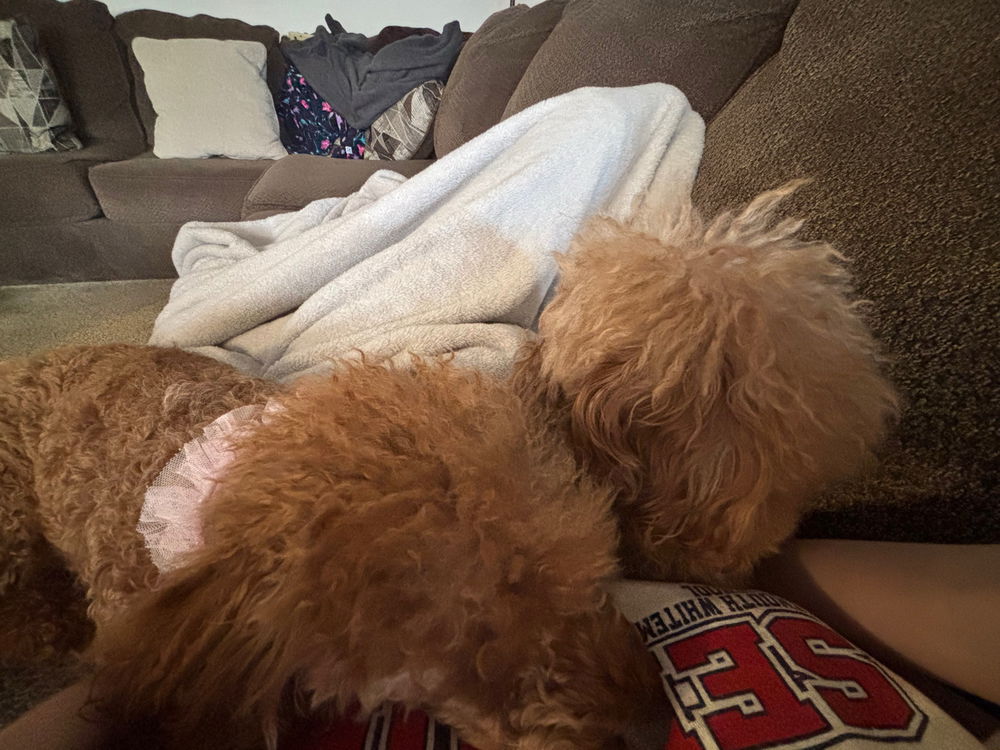 Dogs