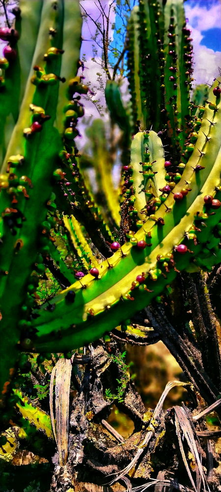 🌵