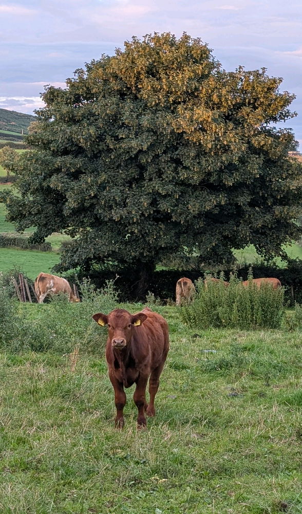 Smol cow