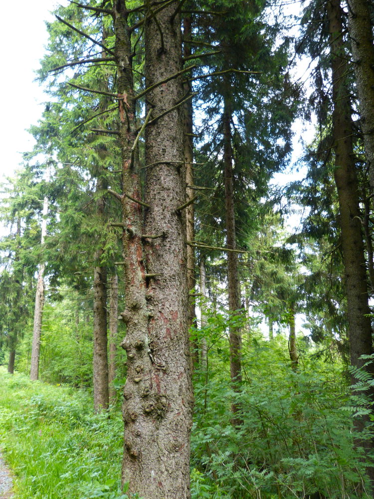 Wanderung in Oberwiesenthal