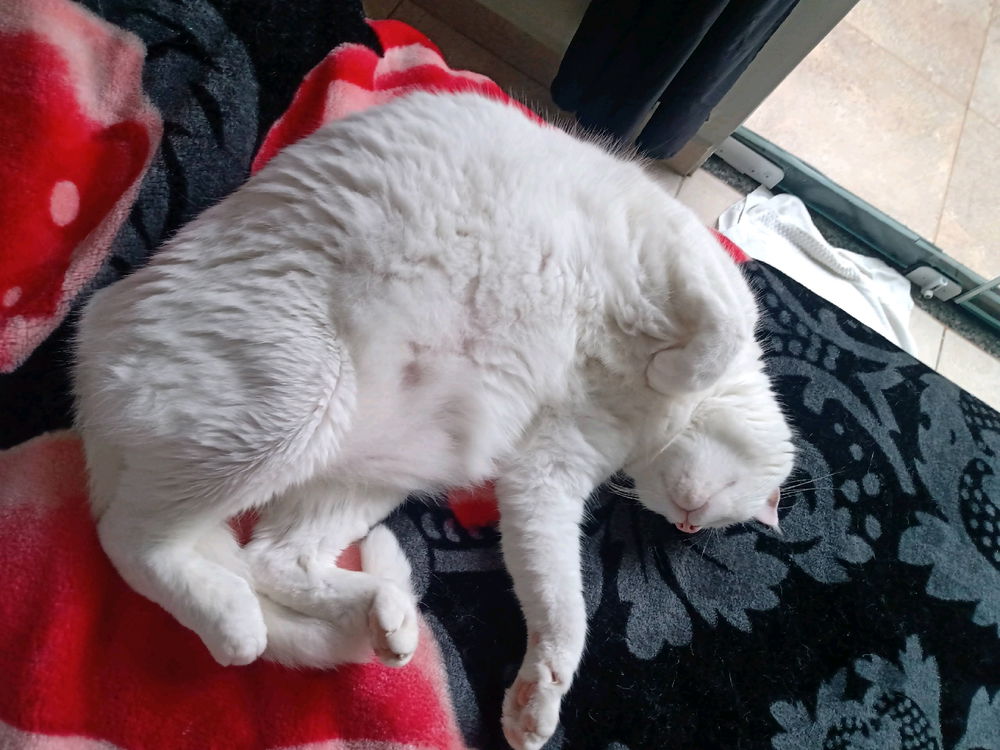 😻