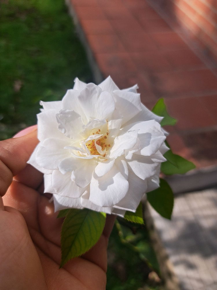 Rosa