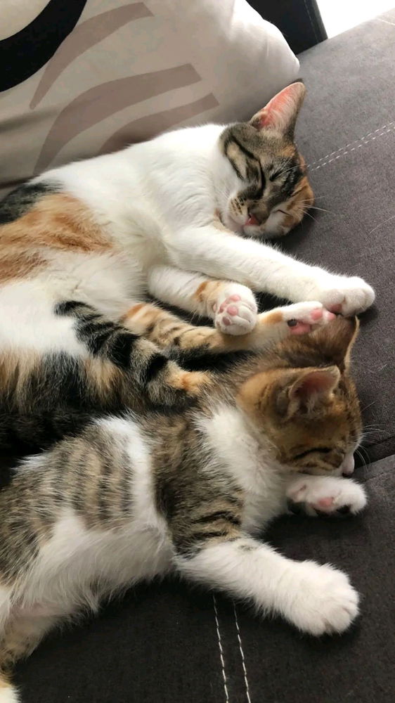 Mia &eyşan