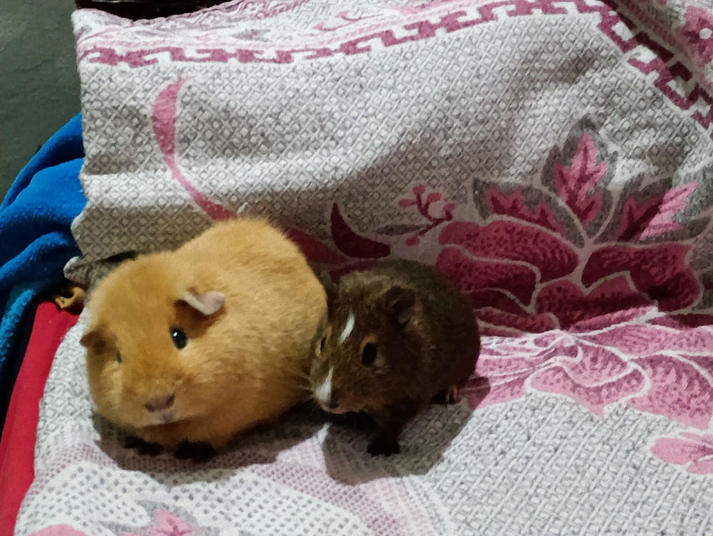 Coxinha e amendoim