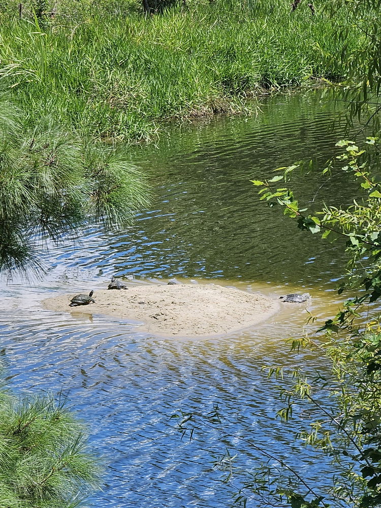 Turtle Island