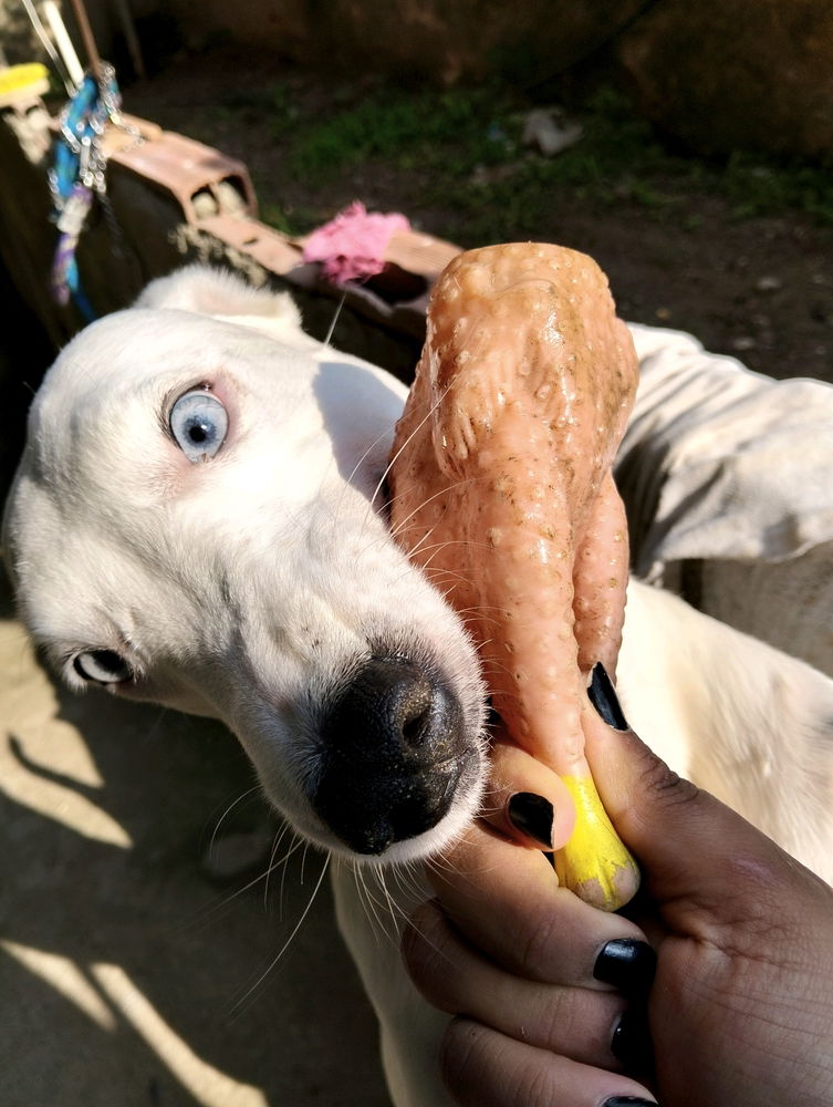 🐶