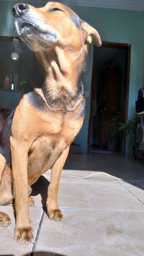 🐶