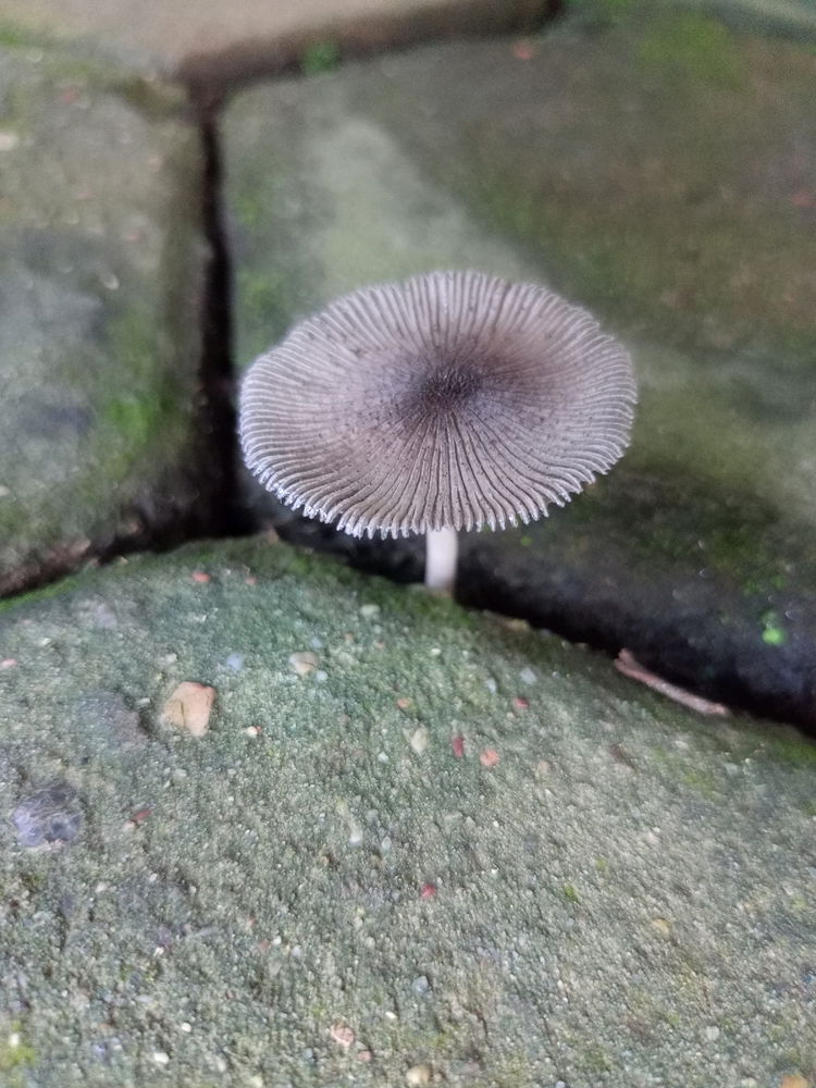 Mushrooms