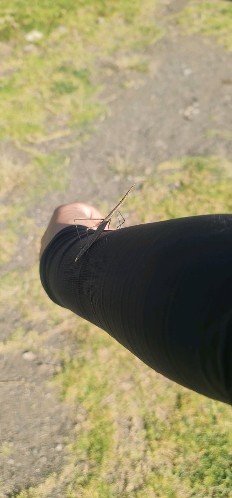 🌱🦗🌱